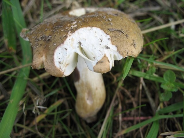 Russula graveolens